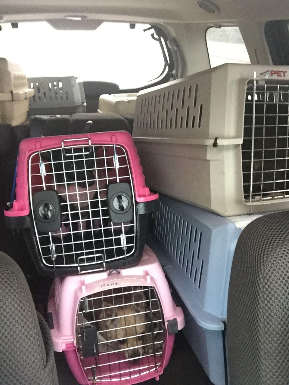 Pet Care